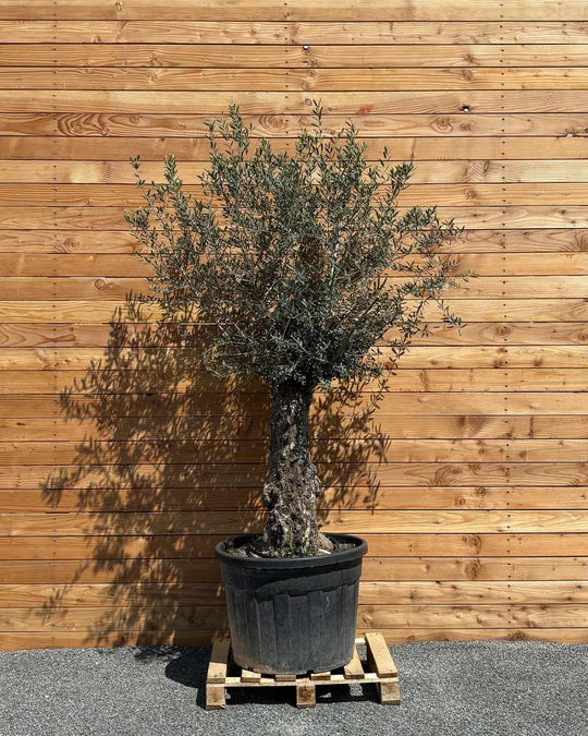Olivenbaum „Classico“ (C9)