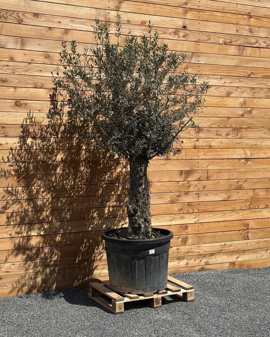 Olivenbaum „Classico“ (C9)