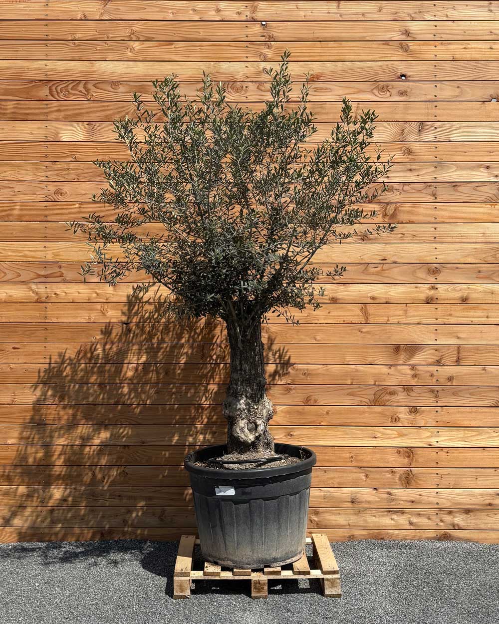 Olivenbaum „Classico“ (C9)