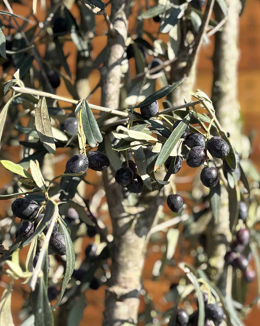 Olivenbaum – Olea europaea ‘Cipressino’ (Mehrstämmig)