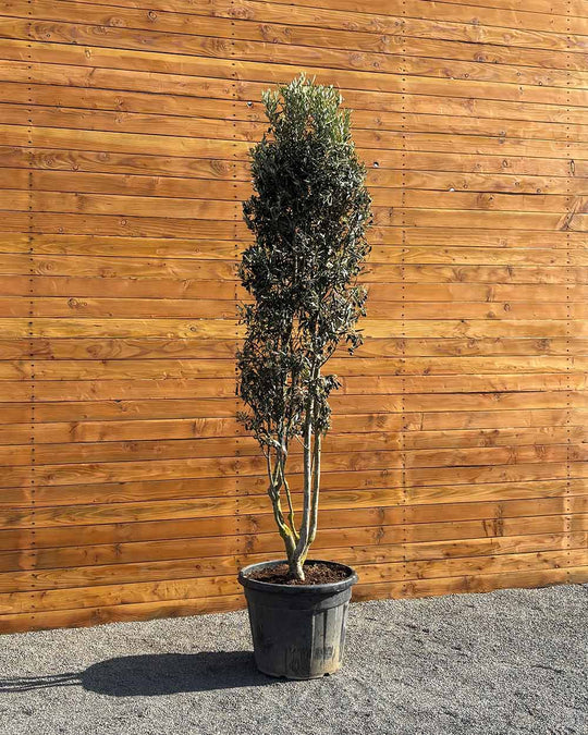 Olivenbaum – Olea europaea ‘Cipressino’ (Mehrstämmig)
