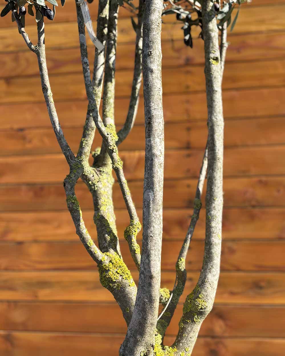 Olivenbaum – Olea europaea ‘Cipressino’ (Mehrstämmig)