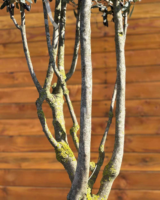Olivenbaum – Olea europaea ‘Cipressino’ (Mehrstämmig)