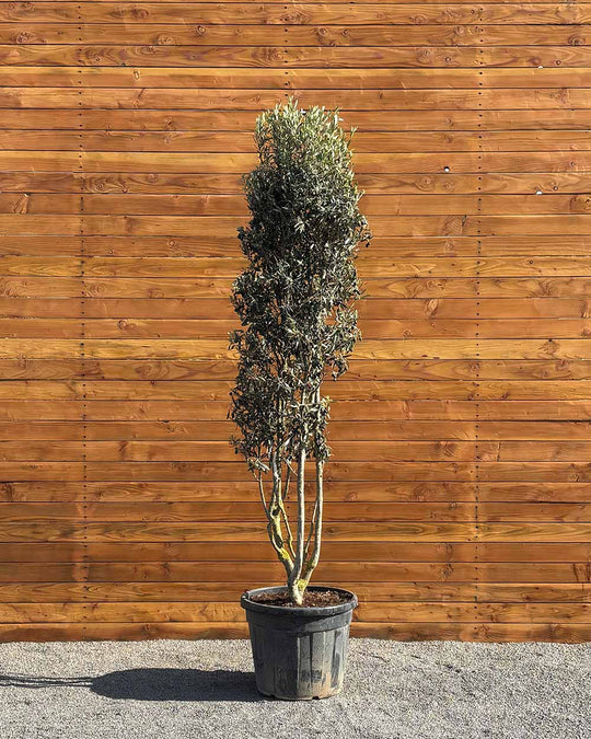 Olivenbaum – Olea europaea ‘Cipressino’ (Mehrstämmig)