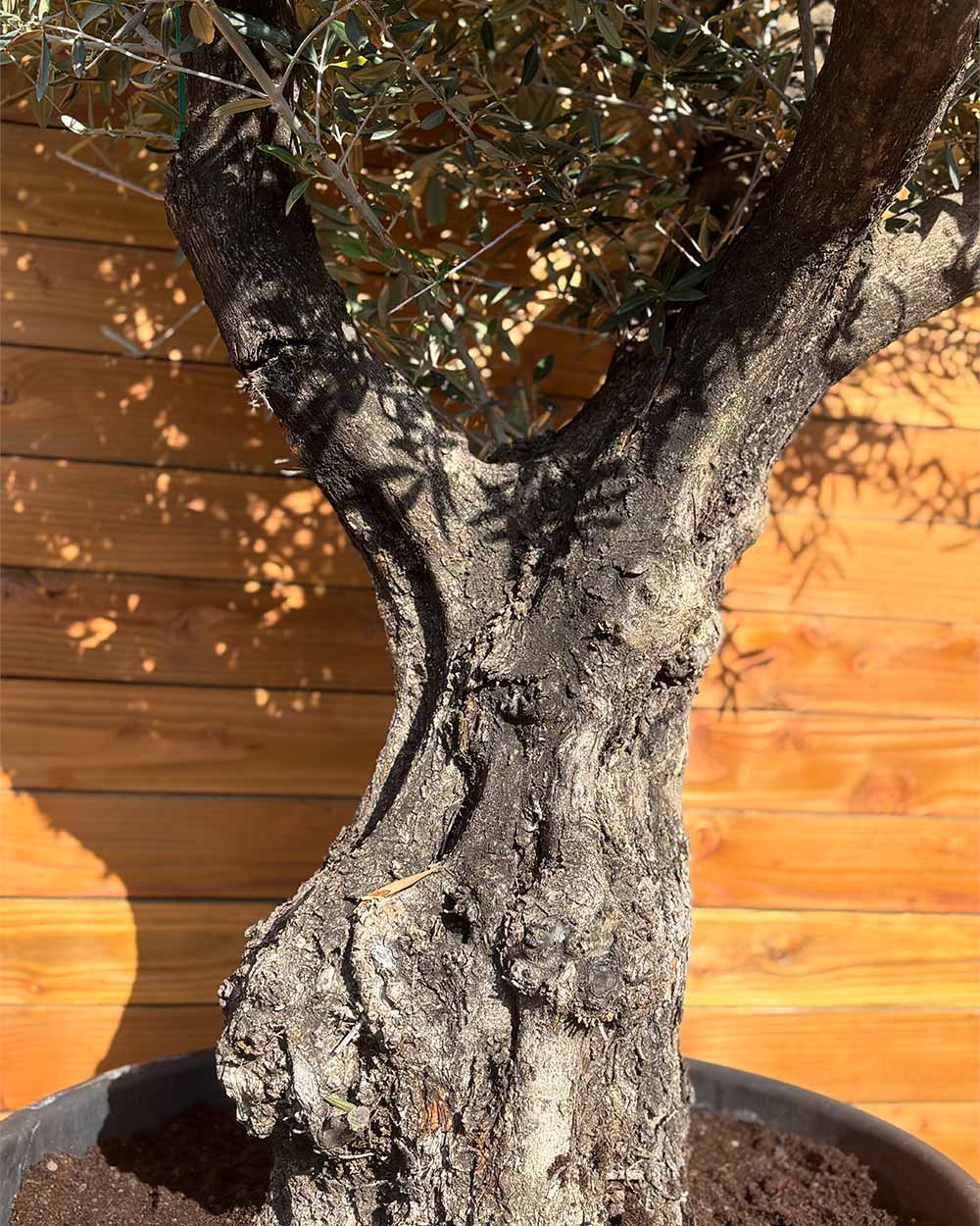 Olivenbaum – Olea europaea ‘Tusco’ (Classico)