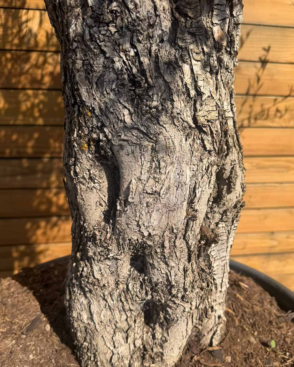 Olivenbaum – Olea europaea ‘Tusco’ (Classico)