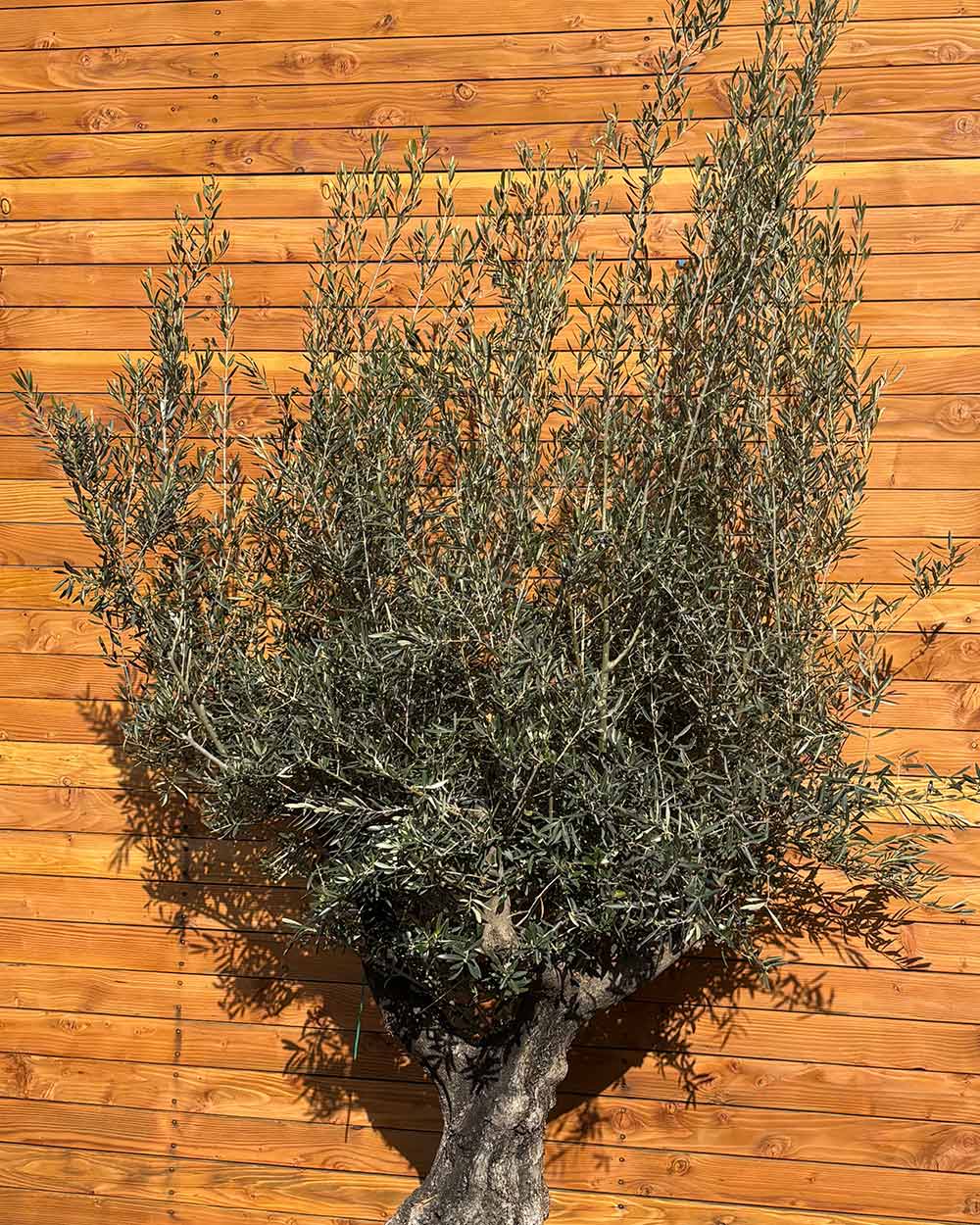 Olivenbaum – Olea europaea ‘Tusco’ (Classico)
