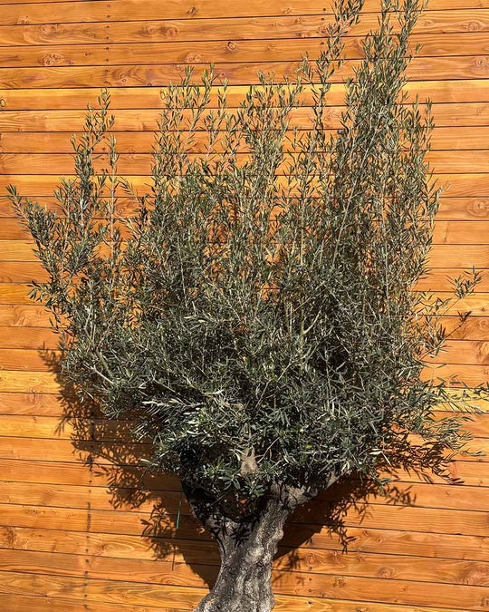 Olivenbaum – Olea europaea ‘Tusco’ (Classico)