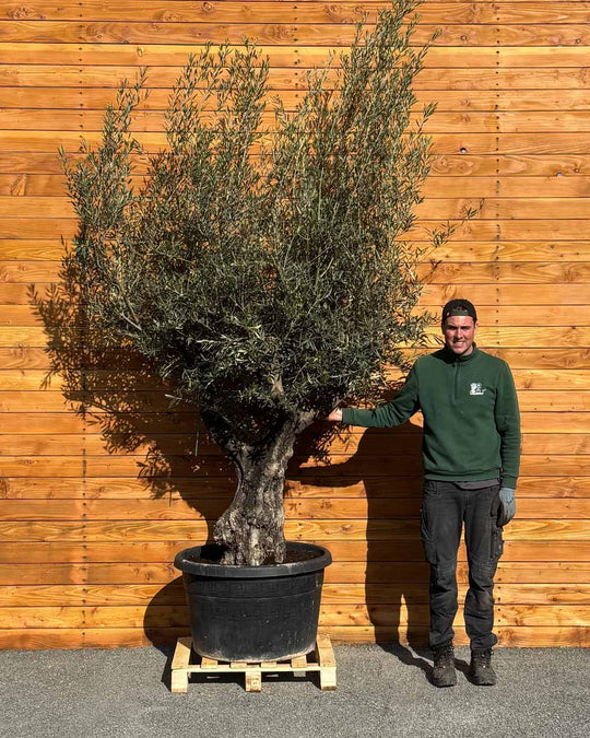 Olivenbaum – Olea europaea ‘Tusco’ (Classico)