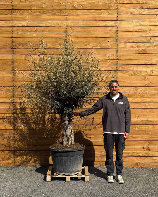 Olivenbaum – Olea europaea ‘Tusco’ (Classico)