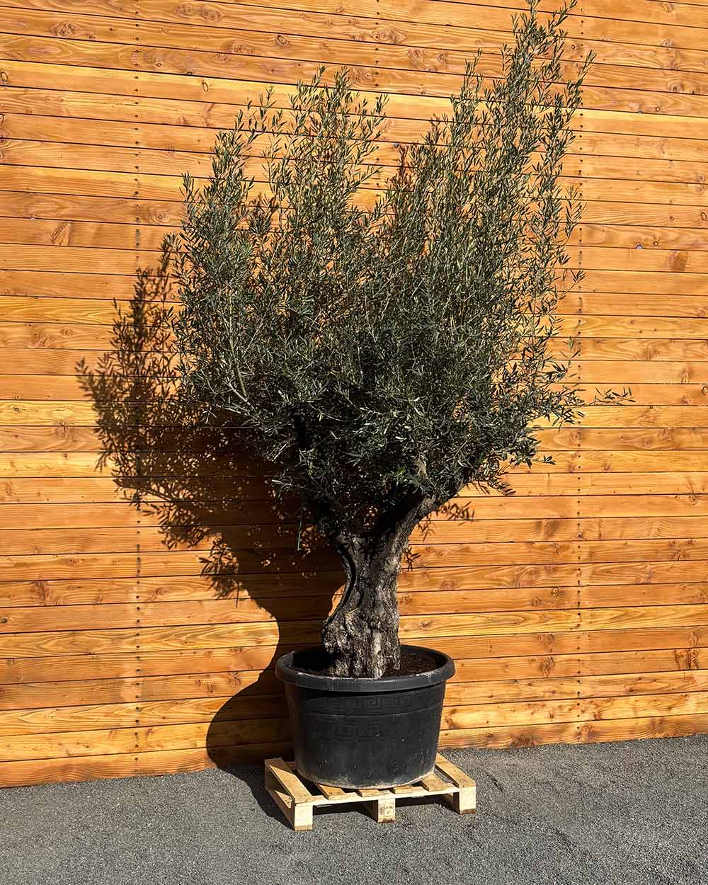Olivenbaum – Olea europaea ‘Tusco’ (Classico)