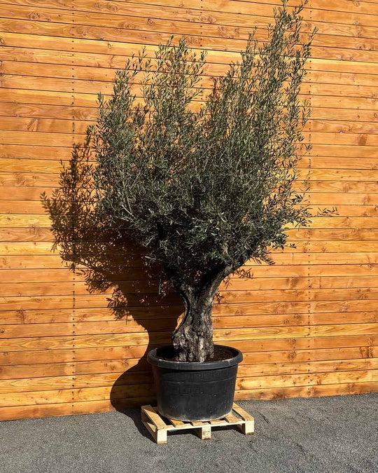 Olivenbaum – Olea europaea ‘Tusco’ (Classico)