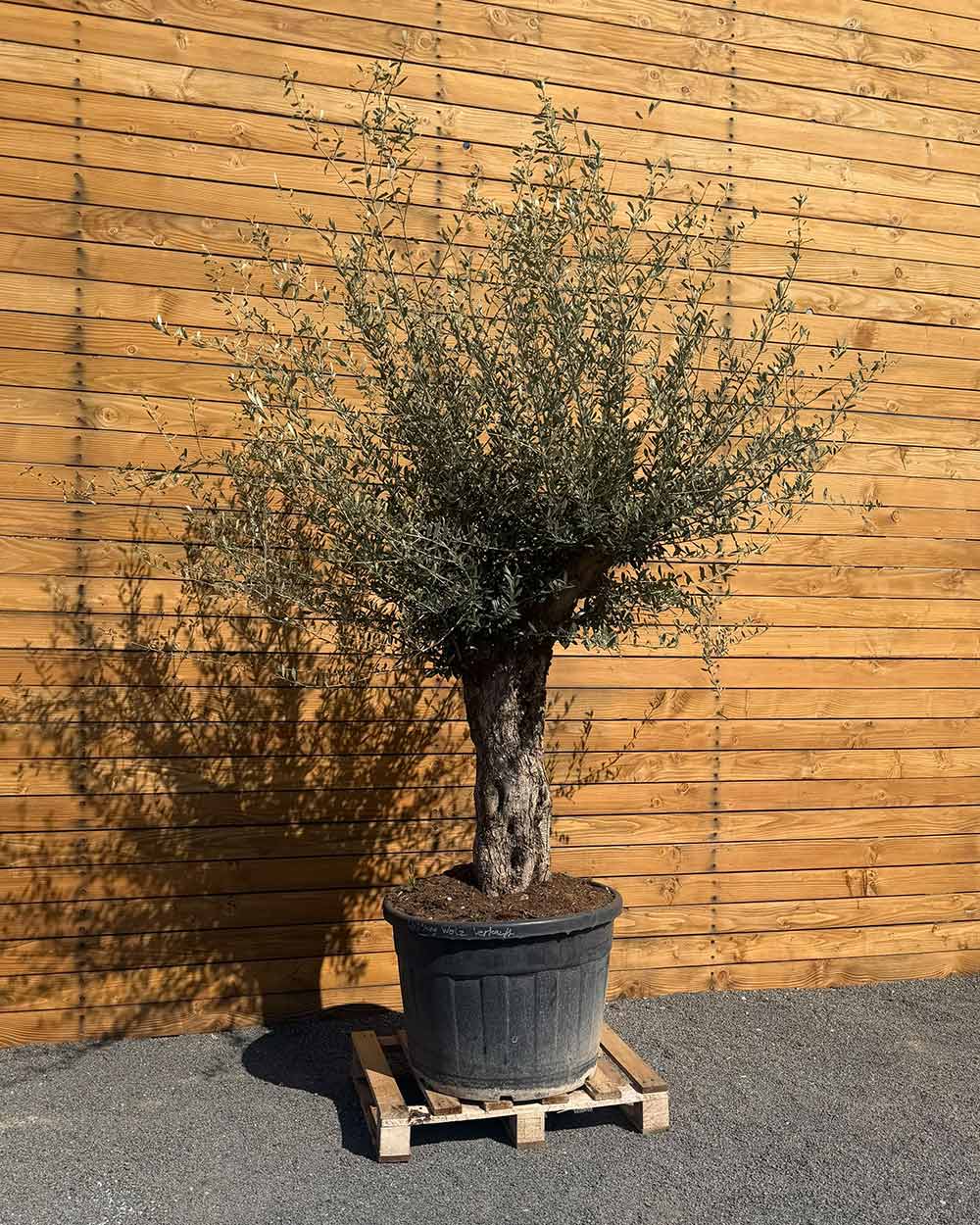 Olivenbaum – Olea europaea ‘Tusco’ (Classico)