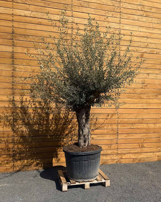 Olivenbaum – Olea europaea ‘Tusco’ (Classico)