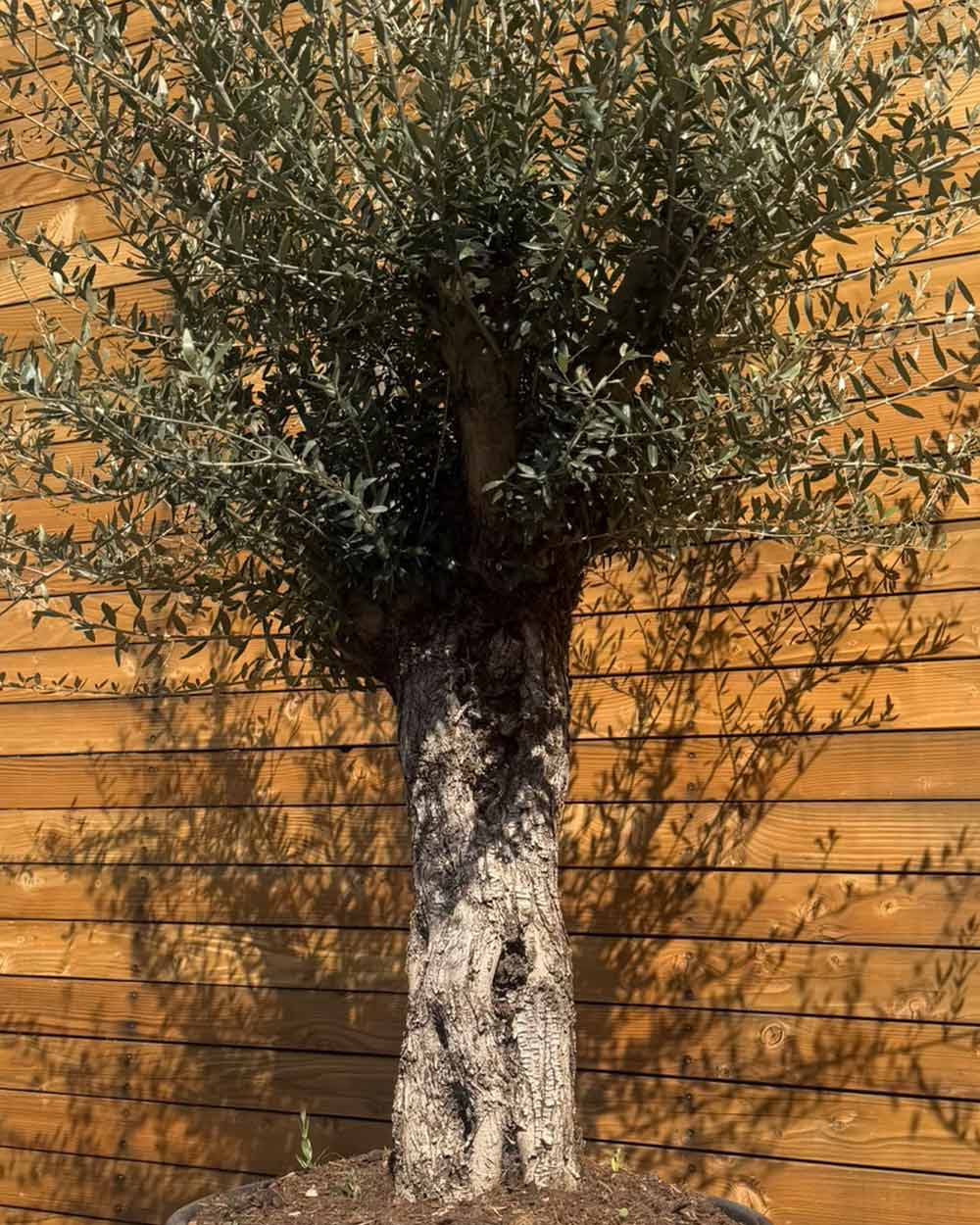 Olivenbaum – Olea europaea ‘Tusco’ (Classico)