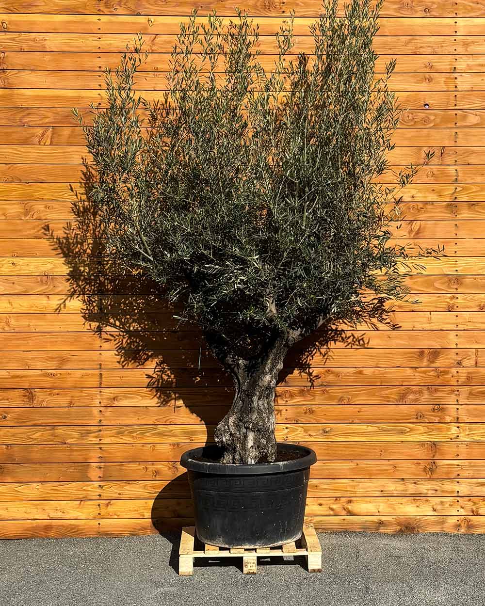 Olivenbaum – Olea europaea ‘Tusco’ (Classico)
