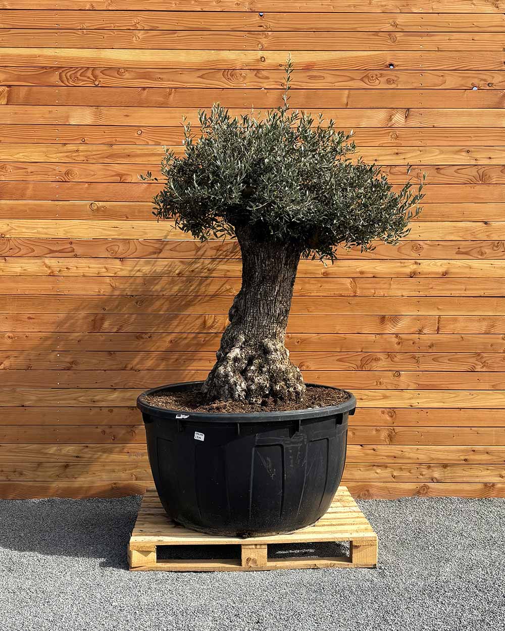 Olivenbaum „Majessto“ (D14)