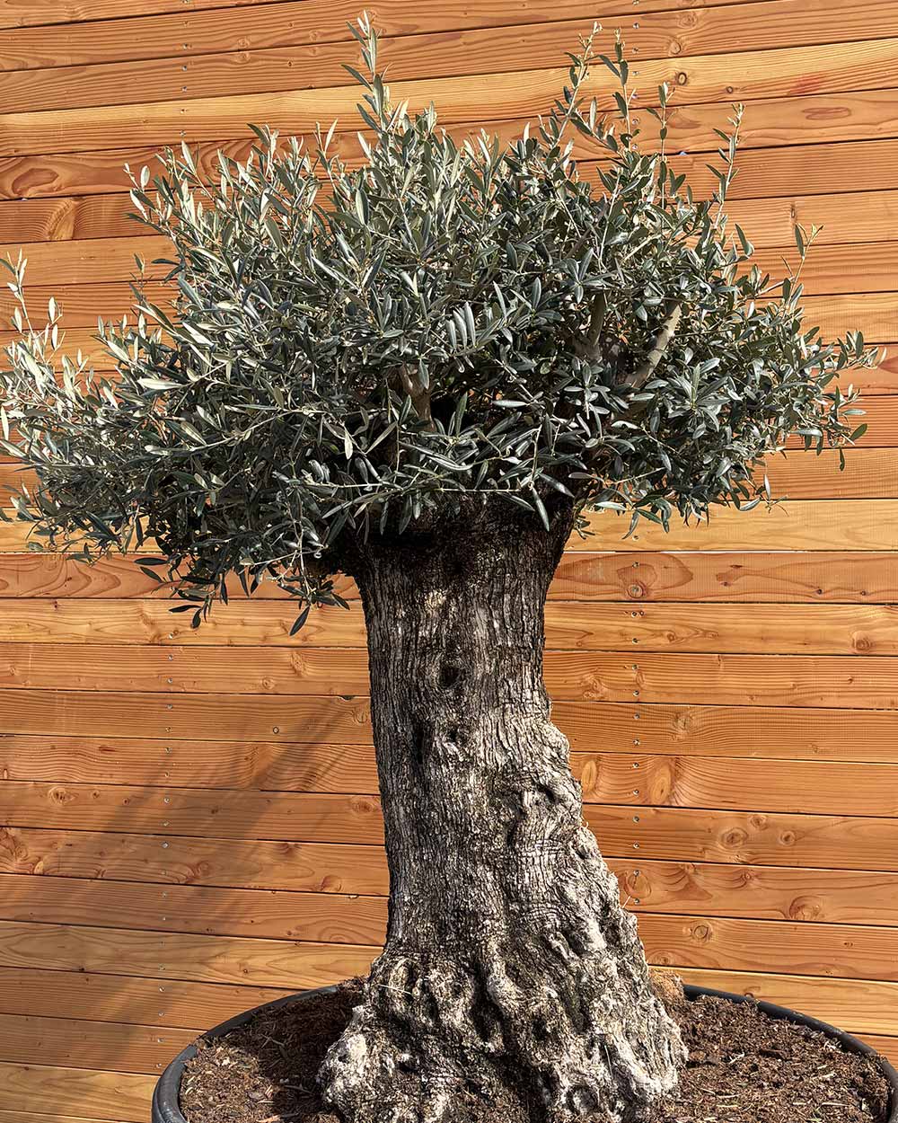 Olivenbaum „Majessto“ (D14)