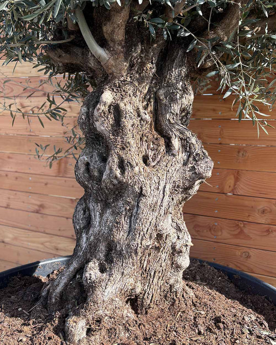 Olivenbaum „Majessto“ (D20)