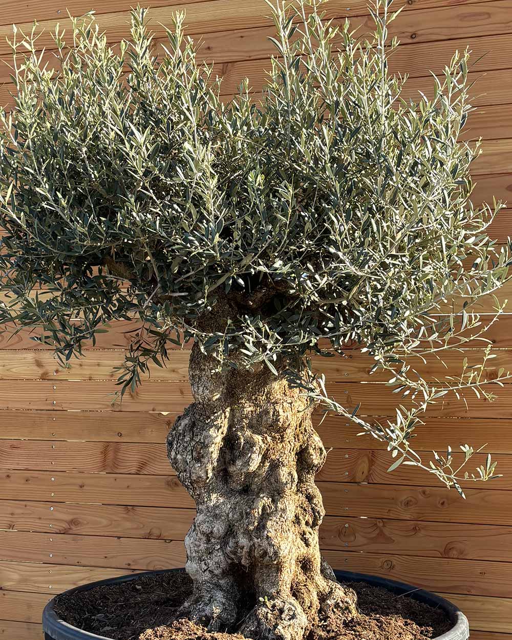Olivenbaum „Majessto“ (D20)