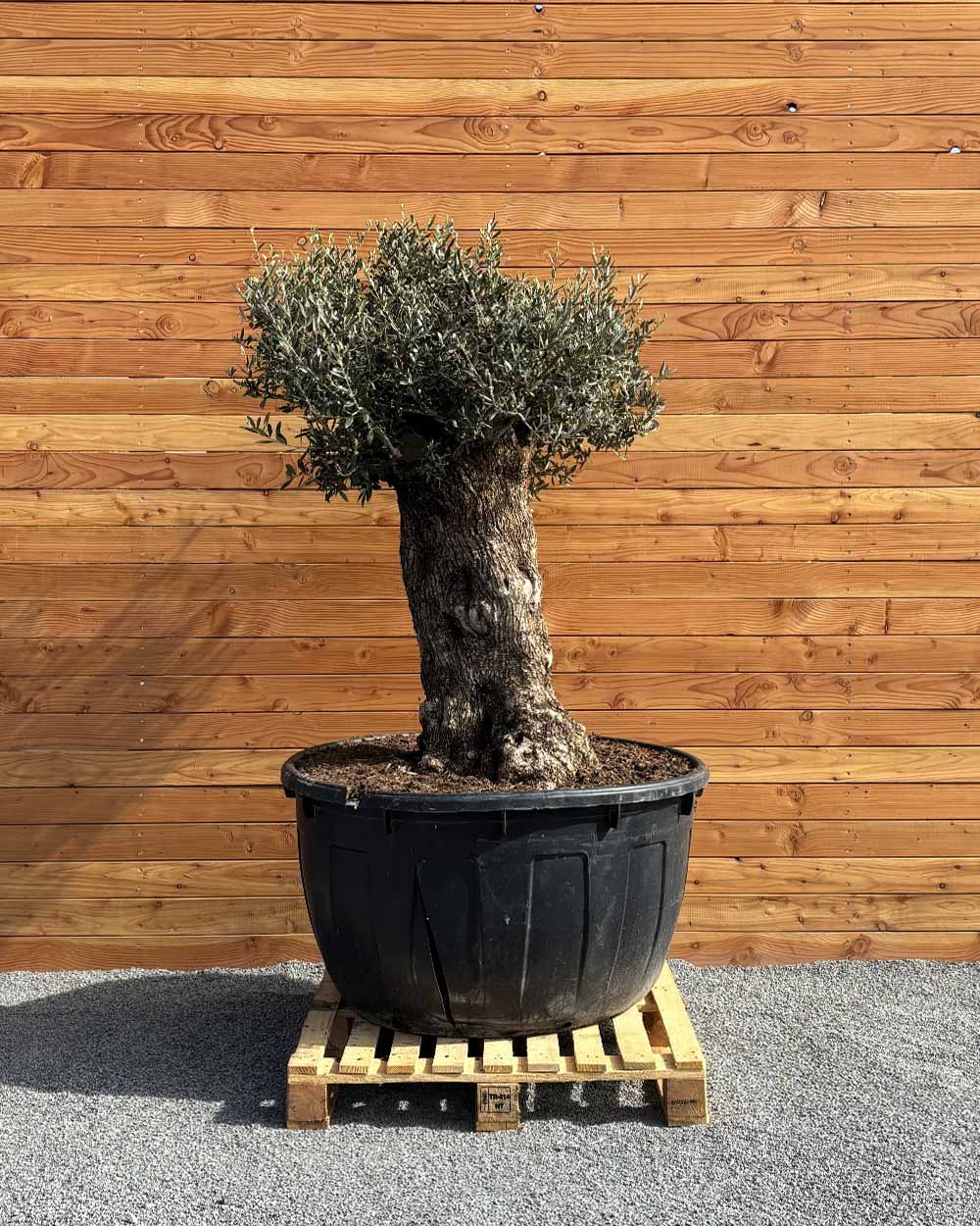 Olivenbaum „Majessto“ (D5)