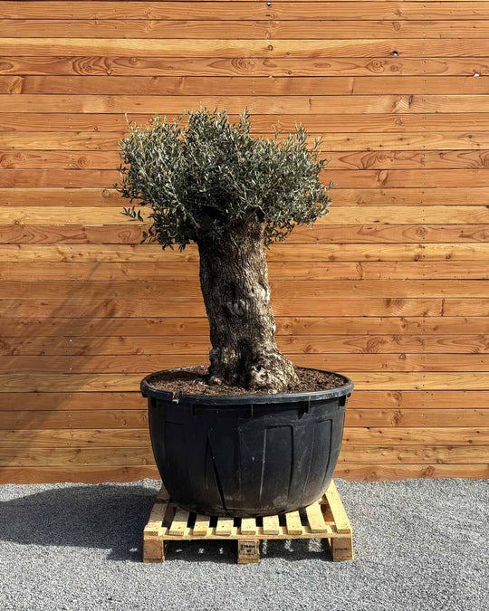 Olivenbaum „Majessto“ (D5)
