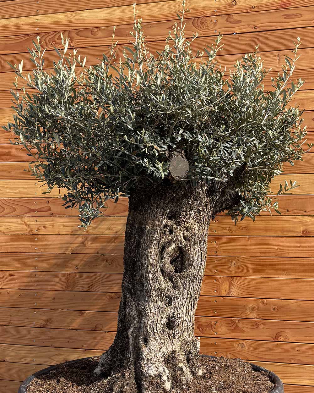 Olivenbaum „Majessto“ (D5)