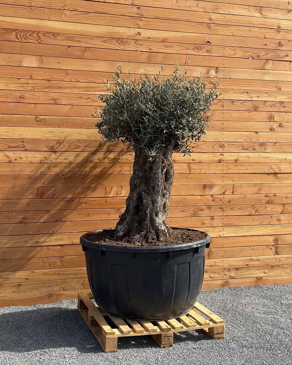 Olivenbaum „Majessto“ (D5)