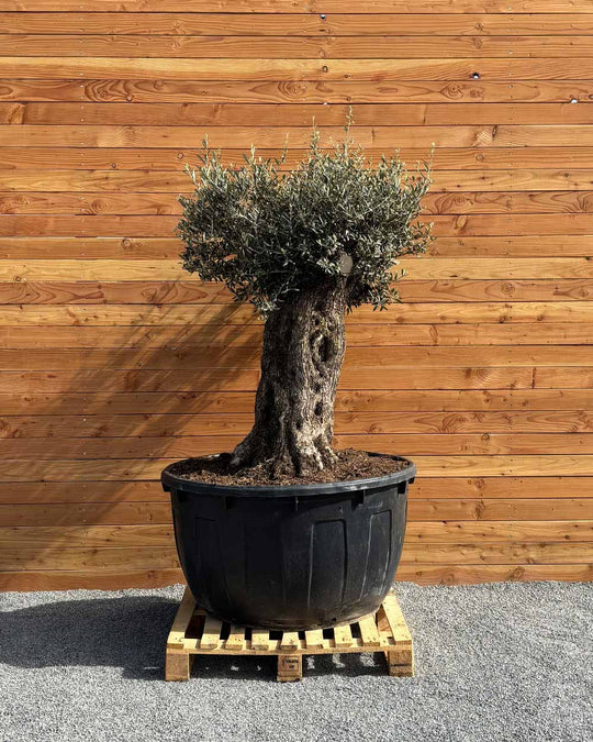 Olivenbaum „Majessto“ (D5)