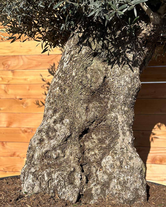Olivenbaum „Majessto“ (D7)