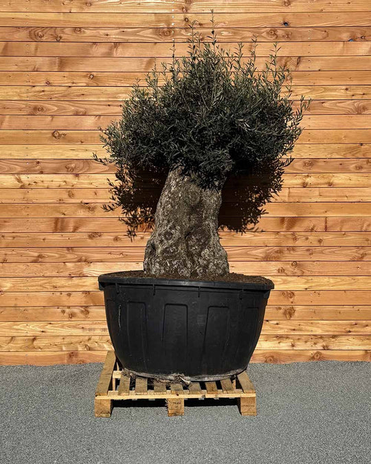 Olivenbaum „Majessto“ (D7)