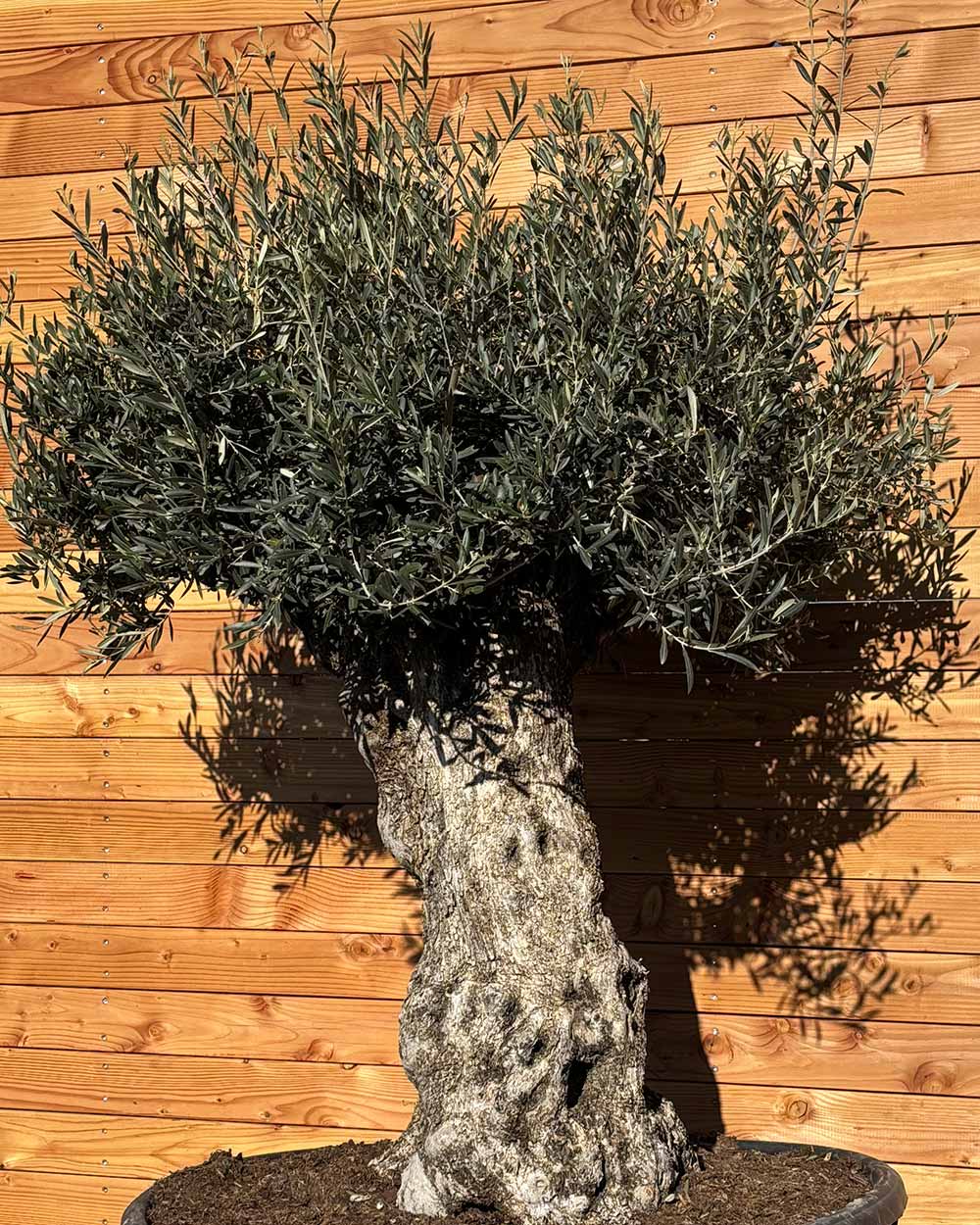 Olivenbaum „Majessto“ (D7)