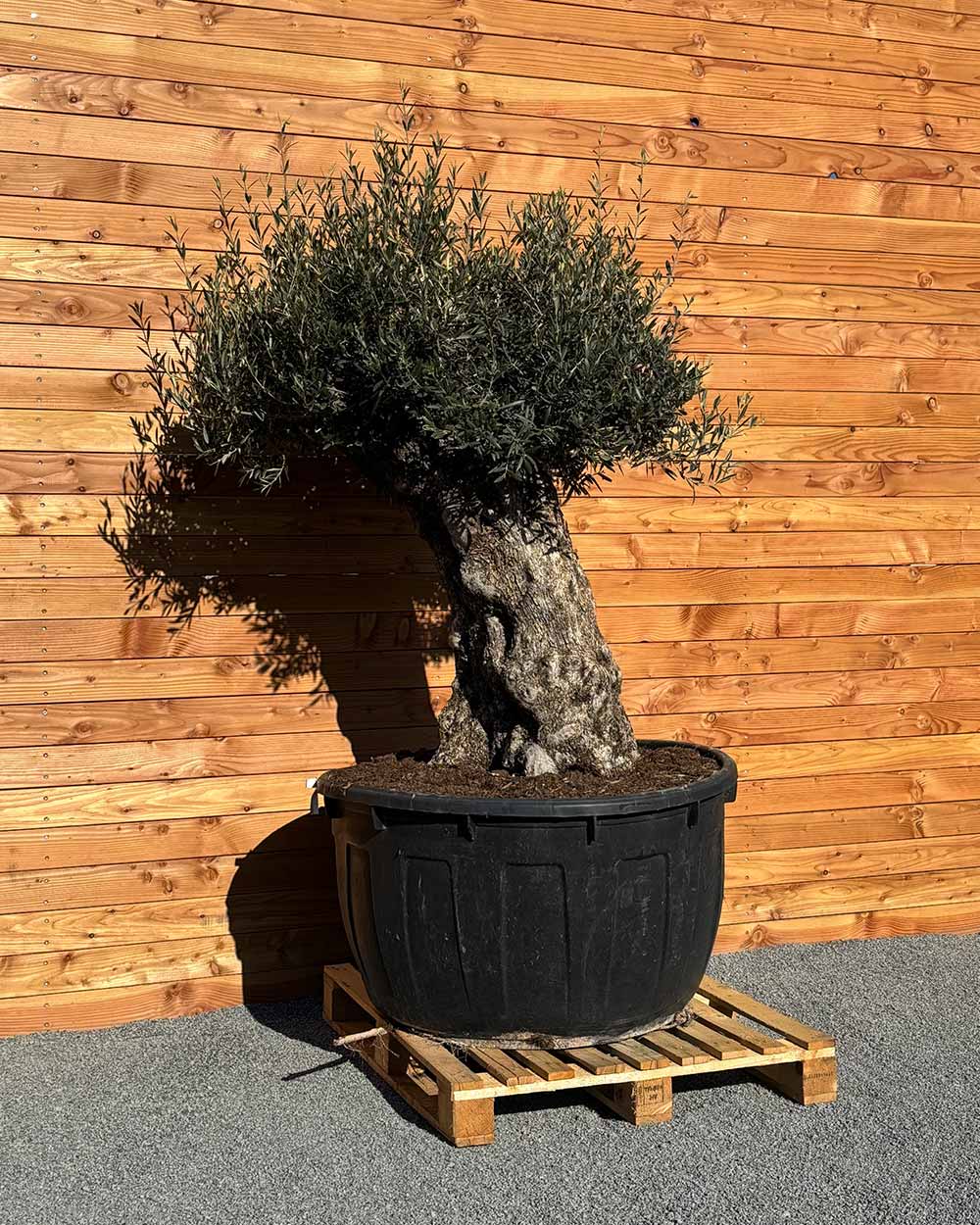 Olivenbaum „Majessto“ (D7)