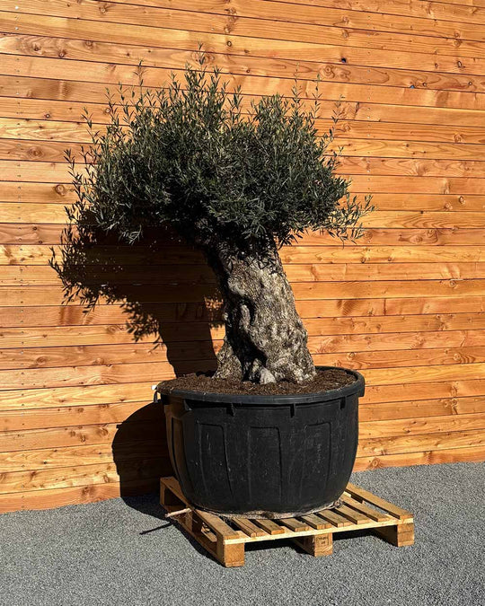 Olivenbaum „Majessto“ (D7)