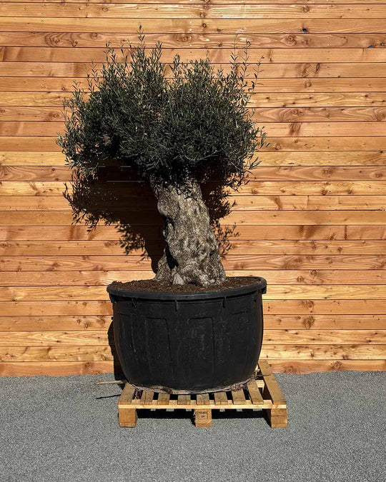 Olivenbaum „Majessto“ (D7)