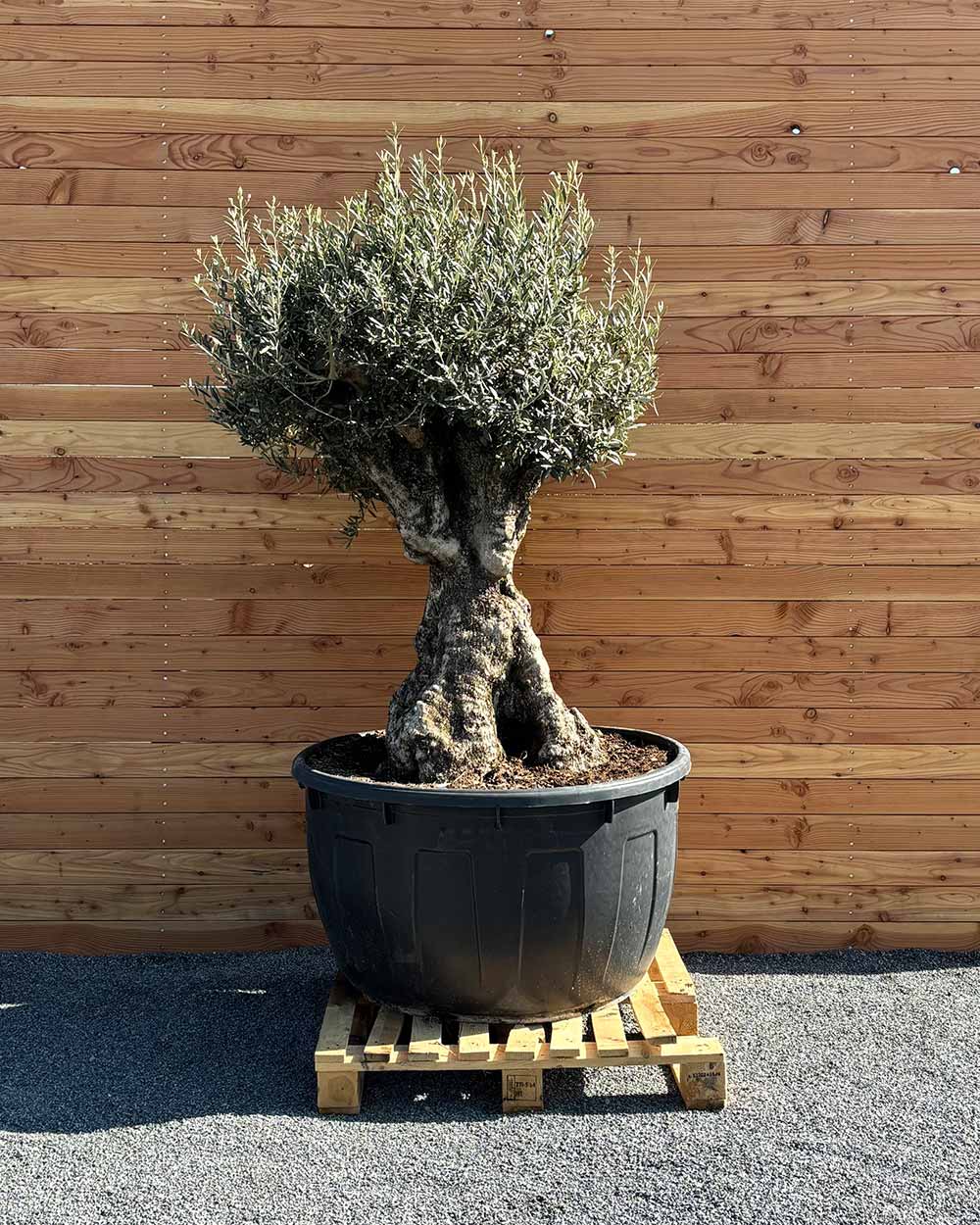 Olivenbaum „Majessto“ (D9)