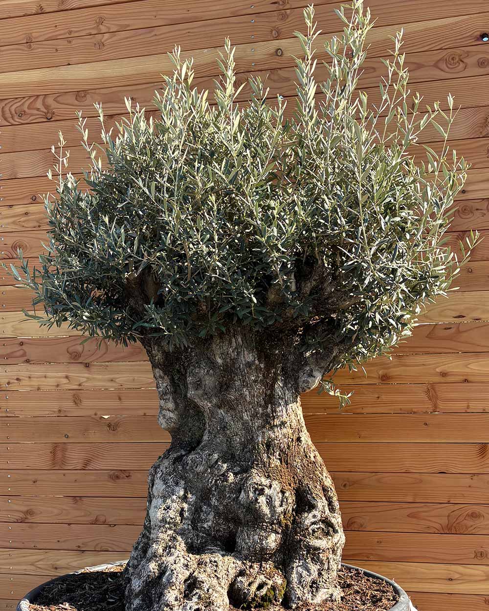 Olivenbaum „Majessto“ (D9)