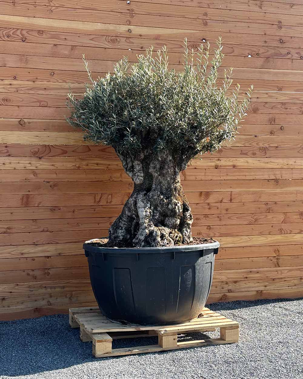 Olivenbaum „Majessto“ (D9)