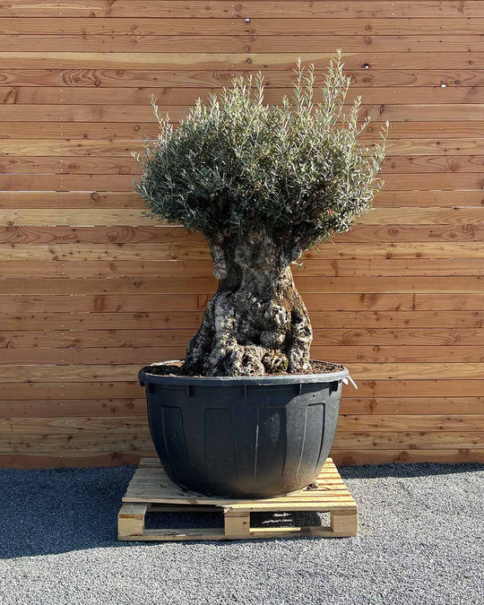 Olivenbaum „Majessto“ (D9)