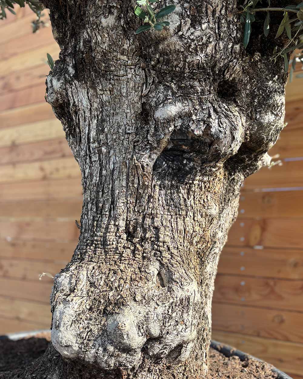 Olivenbaum „Majessto“ (D8)