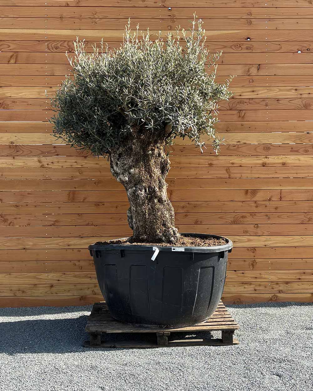 Olivenbaum „Majessto“ (D8)