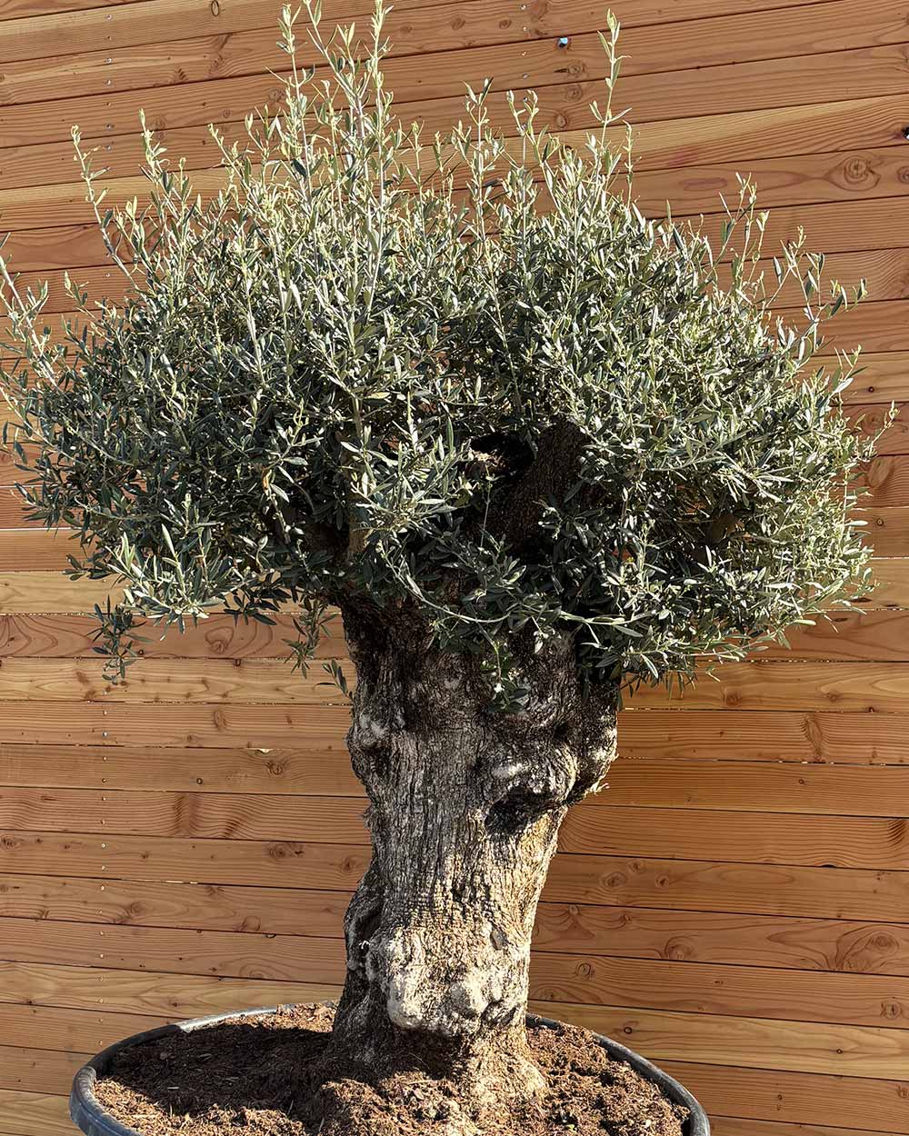 Olivenbaum „Majessto“ (D8)