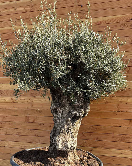 Olivenbaum „Majessto“ (D8)