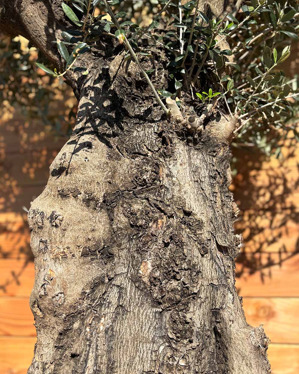 Olivenbaum „Terra“ (E1)