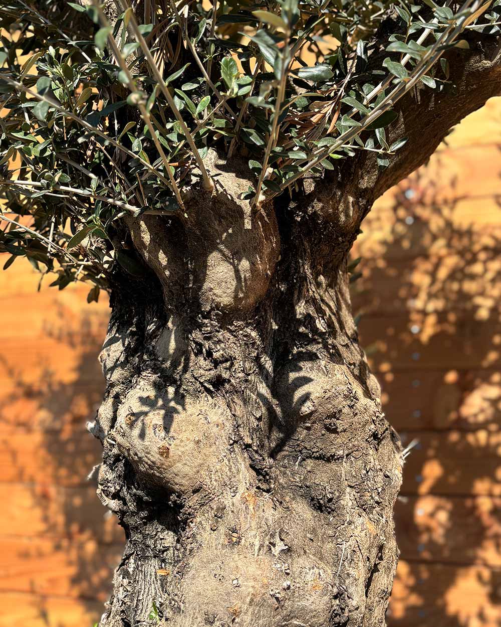 Olivenbaum „Terra“ (E1)