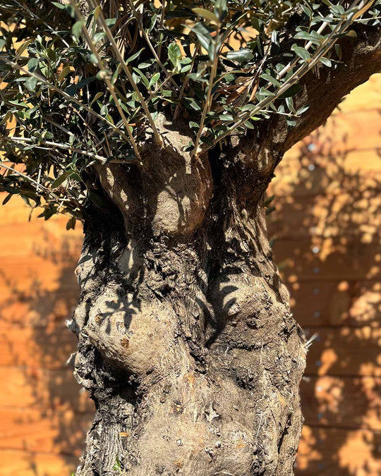 Olivenbaum „Terra“ (E1)