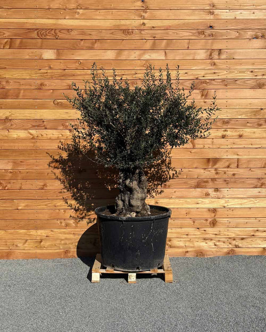 Olivenbaum „Terra“ (E1)