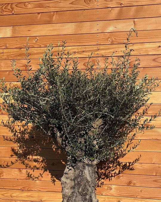 Olivenbaum „Terra“ (E1)