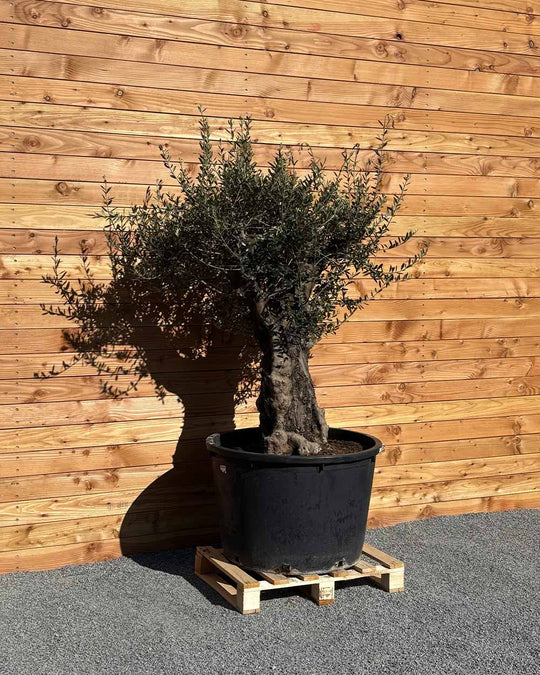 Olivenbaum „Terra“ (E1)