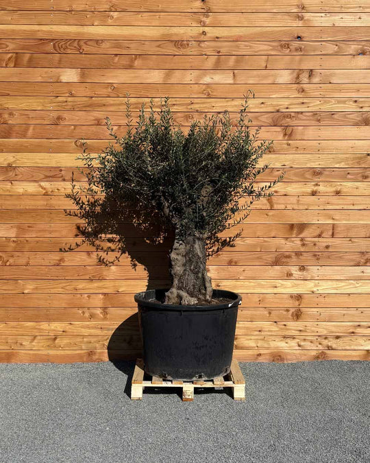 Olivenbaum „Terra“ (E1)